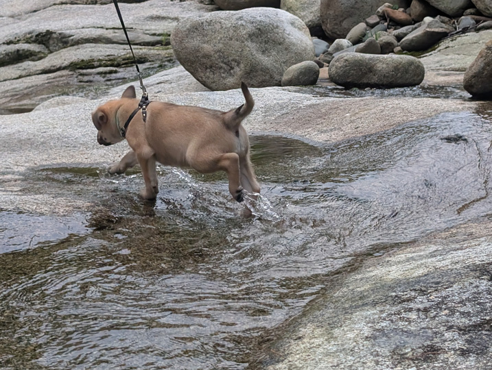 chinook dog